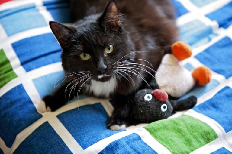 pet