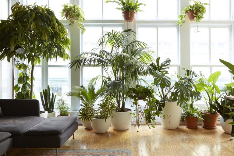 Plants